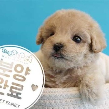 푸들 ♀ 11.10 분양완료