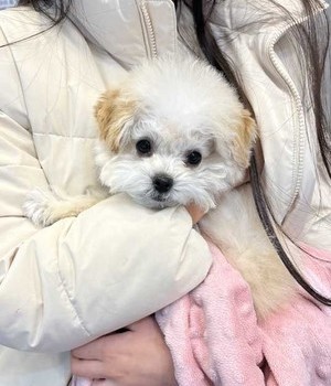 푸들 분양후기 [24.12.8]