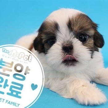 시츄 ♂ 3.2 분양완료