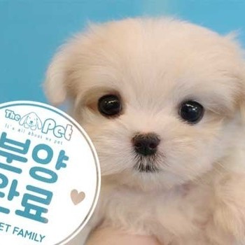 말티즈 ♀ 7.5 분양완료