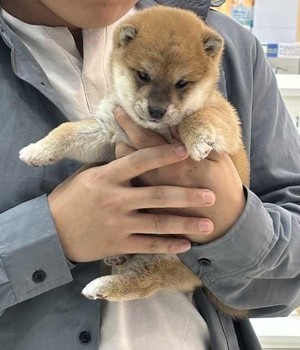 시바이누 분양후기 [24.11.15]