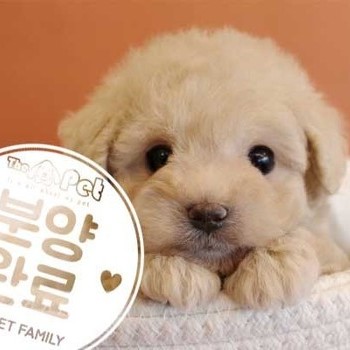 푸들 ♂ 12.21 분양완료