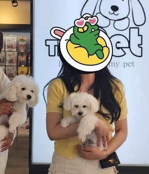 비숑프리제 분양후기/중리점 [24.5.28]