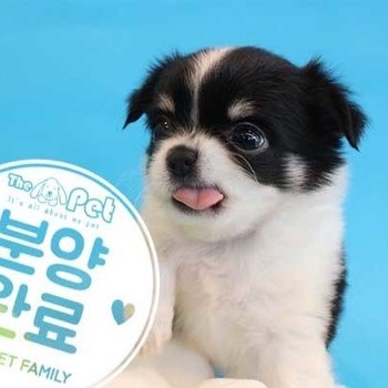 장모치와와 ♀ 3.2 분양완료