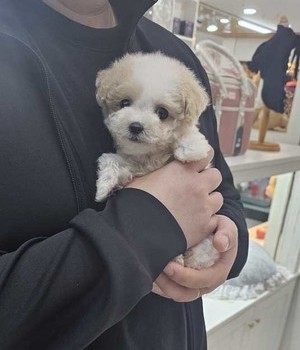 푸들 분양후기 [24.11.2]