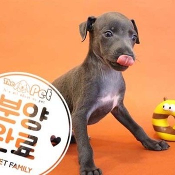 이탈리안그레이하운드 ♂ 4.7 분양완료