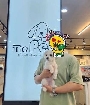 비숑프리제 분양후기/중리점 [24.4.15]