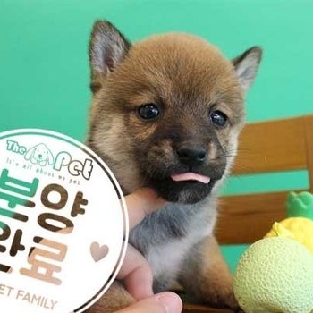  시바이누 ♀ 2.16 분양완료