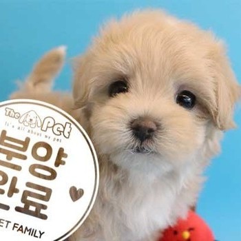 말티푸 ♀ 1.28 분양완료