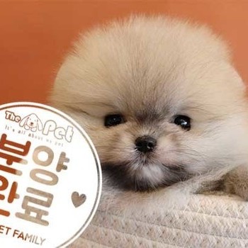 포메라니안 ♀ 12.15 분양완료