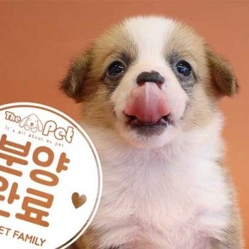 웰시코기 ♀ 08.18 분양완료