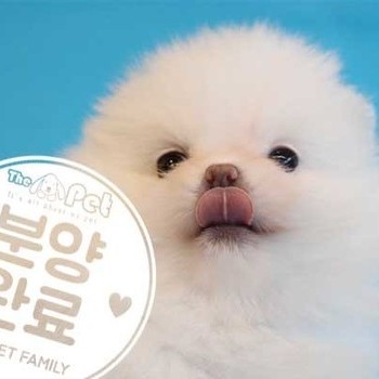 포메라니안 ♀ 3.15 분양완료