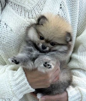 포메라니안 분양후기 [24.12.12]
