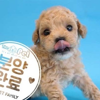 푸숑 ♂ 3.15 분양완료