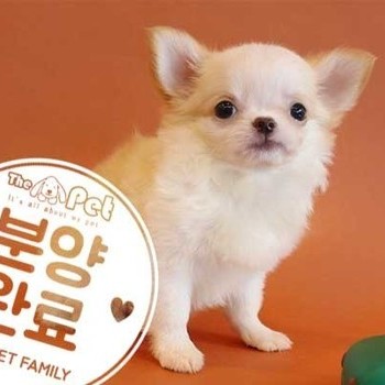 장모치와와 ♂ 6.26 분양완료