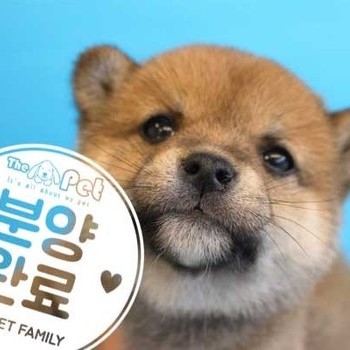 시바이누 ♂ 12.05 분양완료