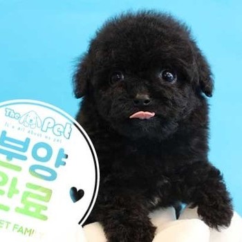 푸들 ♂ 3.2 분양완료