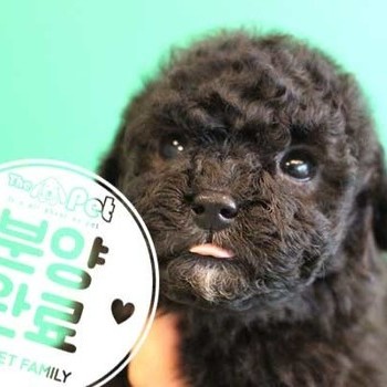 푸들 ♂ 10.06 분양완료