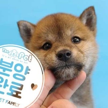 시바이누 ♂ 2.28 분양완료