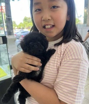 푸들 분양후기 [24.5.18]