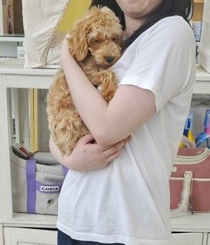 푸들 분양후기 [24.6.24]