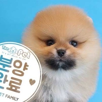 포메라니안 ♂ 3.29 분양완료