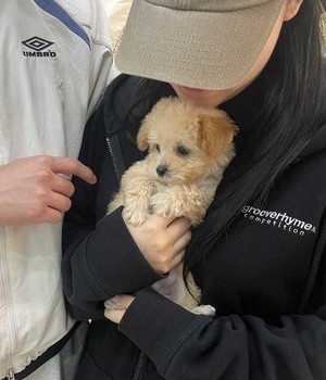 푸숑 분양후기 [24.5.28]
