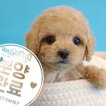 푸들 ♀ 11.11 분양완료