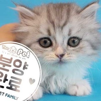 먼치킨 ♀ 5.21 분양완료