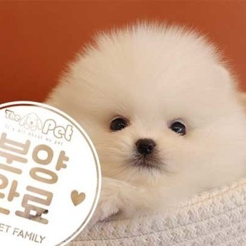 포메라니안 ♀ 12.21 분양완료