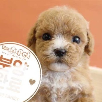 말티푸 ♀ 12.1 분양완료