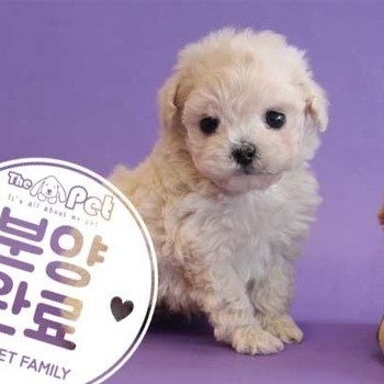 푸들 ♀ 9.24 분양완료