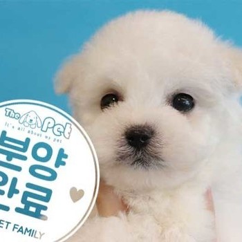 비숑프리제 ♀ 3.2 분양완료