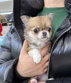 장모치와와 분양후기 [24.12.15]