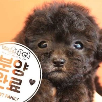 푸들 ♂ 5.11 분양완료