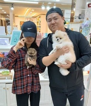 포메라니안 분양후기 [24.10.31]