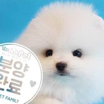 포메라니안 ♀ 6.20 분양완료