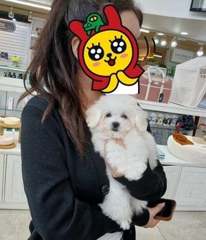 비숑프리제 분양후기 [24.9.19]