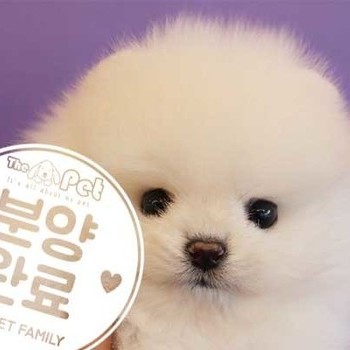 포메라니안 ♂ 9.2 분양완료