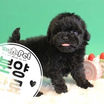 푸들 ♂ 09.28 분양완료