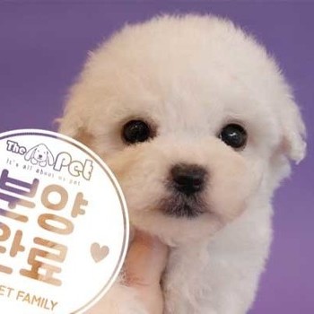 비숑프리제 ♂ 8.21 분양완료