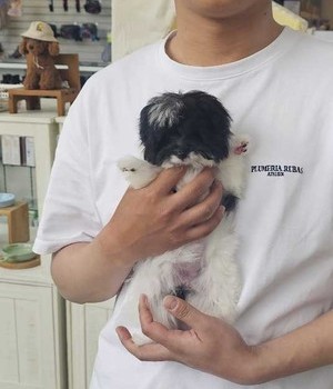 말티푸 분양후기 [24.6.21]