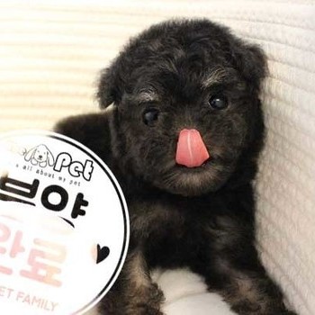 푸들 ♀ 1.14 분양완료