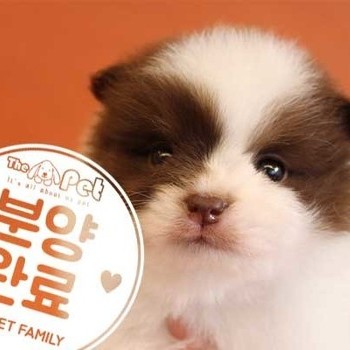 폼치♂ 9.11 분양완료
