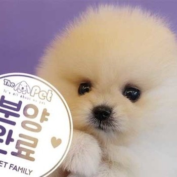 포메라니안 ♀ 8.23 분양완료