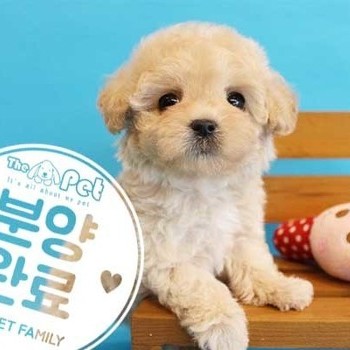 말티푸 ♀ 1.21 분양완료