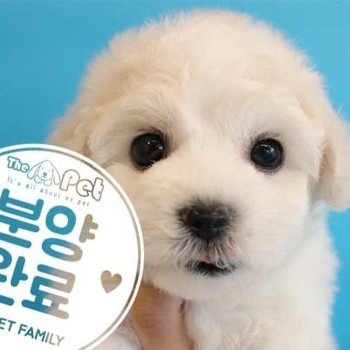 푸숑 ♀ 1.26 분양완료