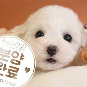 비숑프리제 ♀ 10.28 분양완료