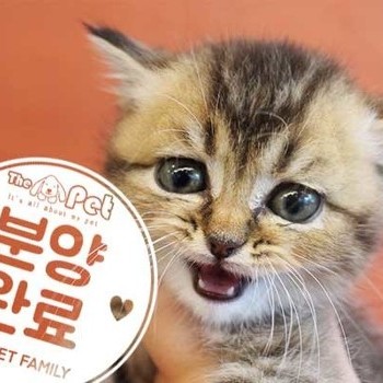 브리티쉬숏헤어 ♂ 3.20 분양완료