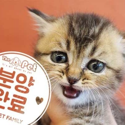 브리티쉬숏헤어 ♂ 3.20 분양완료